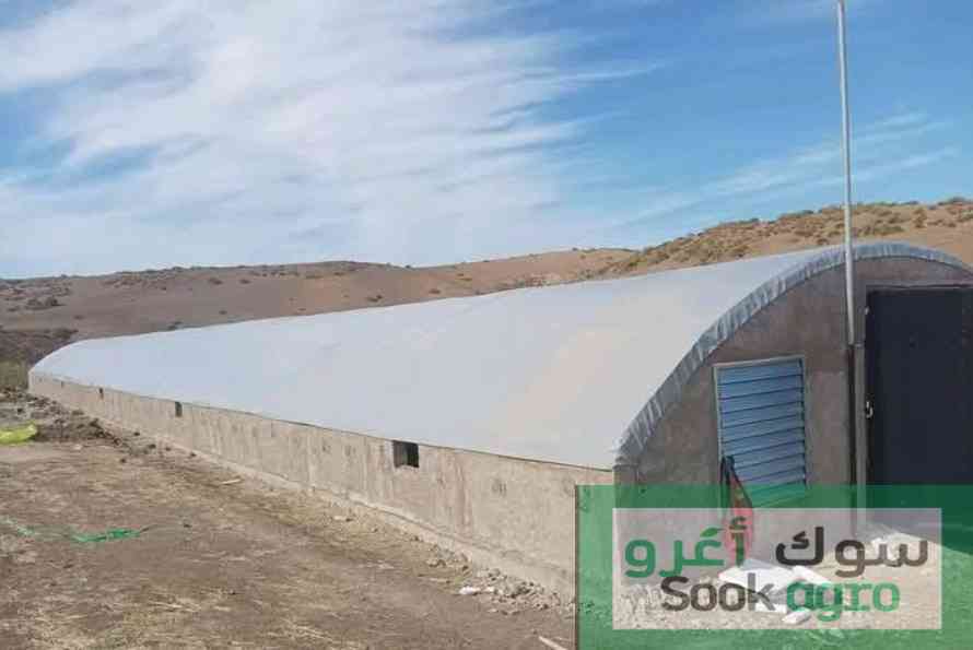 Poulaillers et univers du poulet  حظائر الدجاج وعا