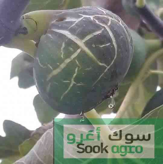 VENTE GROS ET DETAIL ARBRES FRUITIERS بيع أشجار ال